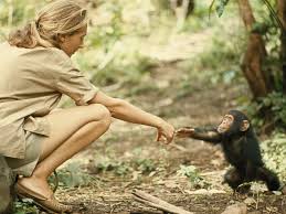 Jane Goodall observing before acting